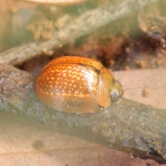 Paropsisterna cloelia (TBC) at suppressed - 24 Mar 2023 by ConBoekel