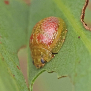 Paropsisterna fastidiosa (Eucalyptus leaf beetle) at O'Connor, ACT by ConBoekel