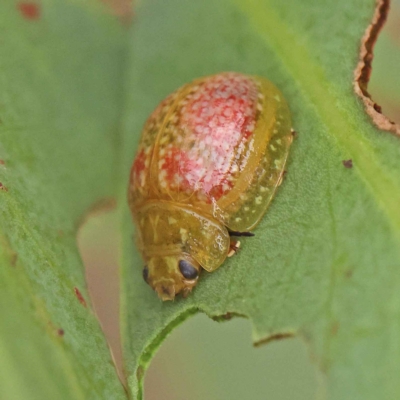 Paropsisterna fastidiosa (Eucalyptus leaf beetle) at O'Connor, ACT - 24 Mar 2023 by ConBoekel
