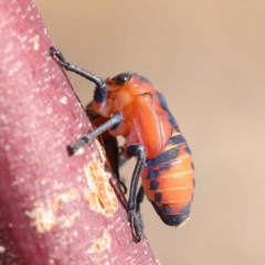 Eurymela fenestrata (Gum tree leafhopper) at Dryandra St Woodland - 24 Mar 2023 by ConBoekel