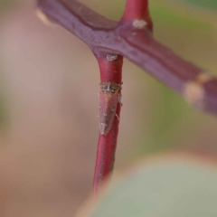 Katipo rubrivenosa (A leafhopper) at Dryandra St Woodland - 24 Mar 2023 by ConBoekel