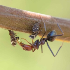 Iridomyrmex purpureus (Meat Ant) at O'Connor, ACT - 24 Mar 2023 by ConBoekel