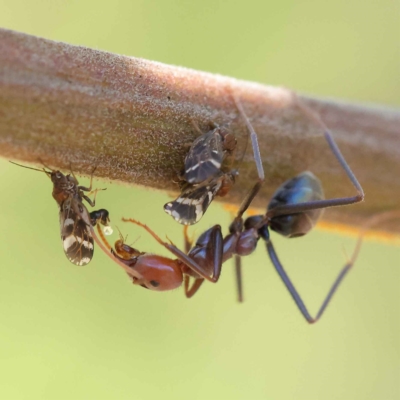 Iridomyrmex purpureus (Meat Ant) at Dryandra St Woodland - 23 Mar 2023 by ConBoekel