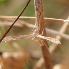 Stenoptilia zophodactylus (Dowdy Plume Moth) at Dryandra St Woodland - 20 Mar 2023 by ConBoekel