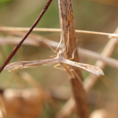 Stenoptilia zophodactylus (Dowdy Plume Moth) at O'Connor, ACT - 21 Mar 2023 by ConBoekel