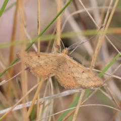 Scopula rubraria (Reddish Wave, Plantain Moth) at O'Connor, ACT - 24 Mar 2023 by ConBoekel