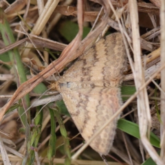 Scopula rubraria (Reddish Wave, Plantain Moth) at O'Connor, ACT - 20 Mar 2023 by ConBoekel