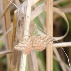 Scopula rubraria (Reddish Wave, Plantain Moth) at Dryandra St Woodland - 24 Mar 2023 by ConBoekel