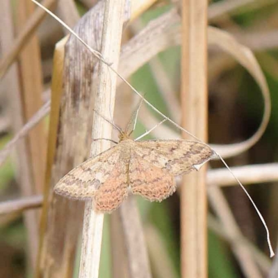 Scopula rubraria (Reddish Wave, Plantain Moth) at O'Connor, ACT - 24 Mar 2023 by ConBoekel