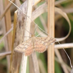 Scopula rubraria (Plantain Moth) at O'Connor, ACT - 24 Mar 2023 by ConBoekel