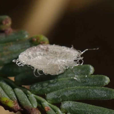 Glycaspis sp. (genus) (Unidentified sugary lerp) at Dryandra St Woodland - 24 Mar 2023 by ConBoekel