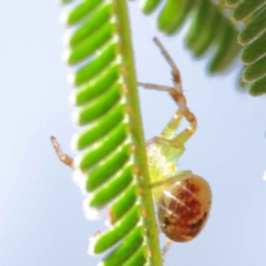 Australomisidia pilula (Lozenge-shaped Flower Spider) at Dryandra St Woodland - 24 Mar 2023 by ConBoekel