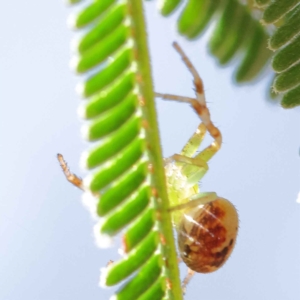 Unidentified Spider (Araneae) (TBC) at suppressed by ConBoekel