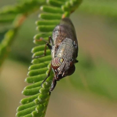 Stomorhina discolor (Snout fly) at Dryandra St Woodland - 23 Mar 2023 by ConBoekel