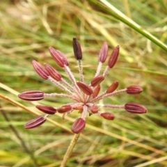 Oreomyrrhis eriopoda (Australian Carraway) at Cotter River, ACT - 31 Mar 2023 by JohnBundock