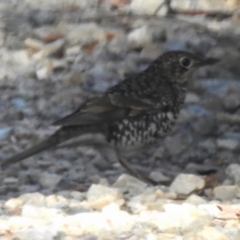 Zoothera lunulata (Bassian Thrush) at Cotter River, ACT - 31 Mar 2023 by JohnBundock