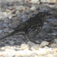 Zoothera lunulata (Bassian Thrush) at Namadgi National Park - 30 Mar 2023 by JohnBundock