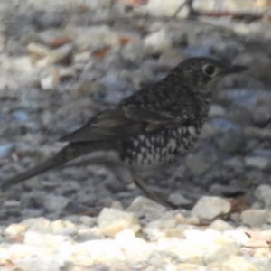 Zoothera lunulata at Cotter River, ACT - 31 Mar 2023