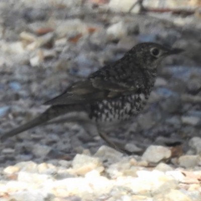 Zoothera lunulata (Bassian Thrush) at Cotter River, ACT - 31 Mar 2023 by JohnBundock