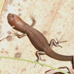 Pseudemoia entrecasteauxii (Woodland Tussock-skink) at Namadgi National Park - 31 Mar 2023 by JohnBundock