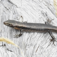 Eulamprus tympanum (Southern Water Skink) at Namadgi National Park - 31 Mar 2023 by JohnBundock