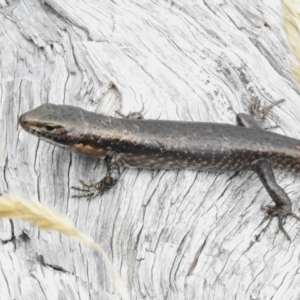 Eulamprus tympanum at Cotter River, ACT - 31 Mar 2023 12:03 PM