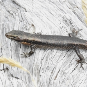 Eulamprus tympanum (Southern Water Skink) at Cotter River, ACT by JohnBundock