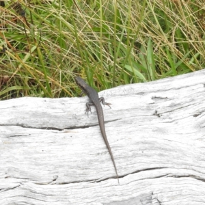 Eulamprus tympanum at Cotter River, ACT - 31 Mar 2023 12:03 PM