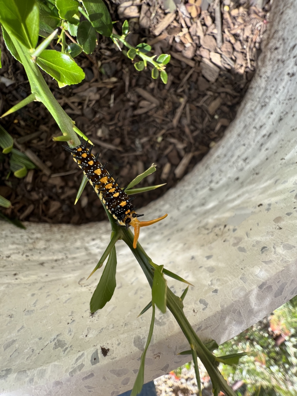 Papilio anactus at Murrumbateman, NSW - 31 Mar 2023