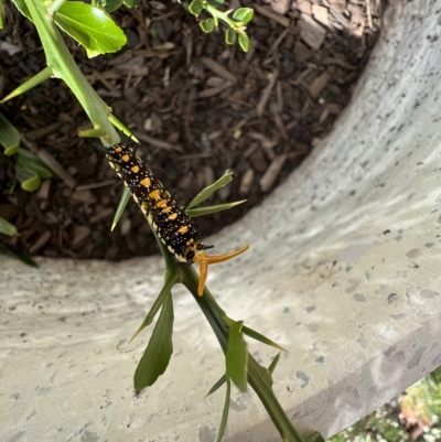 Papilio anactus (Dainty Swallowtail) at Murrumbateman, NSW - 31 Mar 2023 by SimoneC