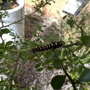 Papilio anactus at Murrumbateman, NSW - 31 Mar 2023