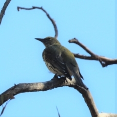 Oriolus sagittatus (Olive-backed Oriole) at Aranda, ACT - 24 Mar 2023 by HappyWanderer