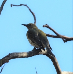 Oriolus sagittatus at Aranda, ACT - 24 Mar 2023