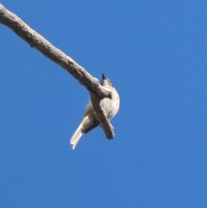 Caligavis chrysops at Booth, ACT - 30 Mar 2023 10:08 AM