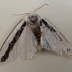 Oenosandra boisduvalii (Boisduval's Autumn Moth) at Cook, ACT - 30 Mar 2023 by Tammy
