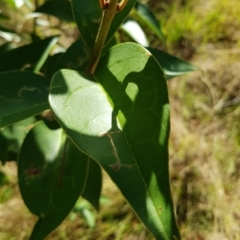 Ligustrum lucidum (Large-leaved Privet) at Mount Pleasant - 27 Mar 2023 by HappyWanderer