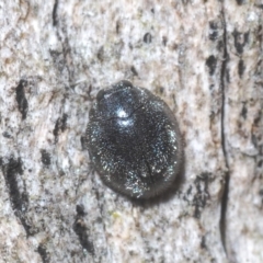 Coccinellidae (family) (Unidentified lady beetle) at Stromlo, ACT - 30 Mar 2023 by Harrisi