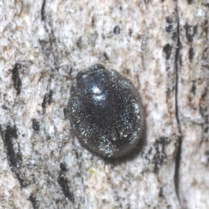 Scymnodes sp. (genus) (TBC) at suppressed by Harrisi
