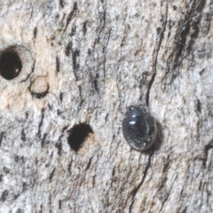 Coccinellidae (family) at Stromlo, ACT - 30 Mar 2023