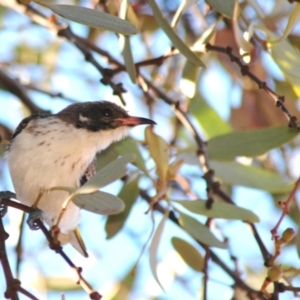 Grantiella picta (Painted Honeyeater) at Deakin, ACT by Harrisi