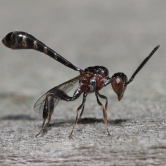 Gasteruptiidae (Family) (Carrot Wasps) at Wellington Point, QLD - 31 Mar 2023 by TimL