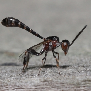 Gasteruptiidae (Family) at suppressed - suppressed