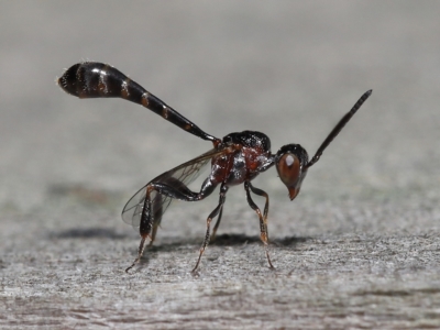 Unidentified Parasitic wasp (numerous families) (TBC) at Wellington Point, QLD - 31 Mar 2023 by TimL