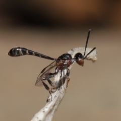 Gasteruptiidae (Family) at suppressed - suppressed