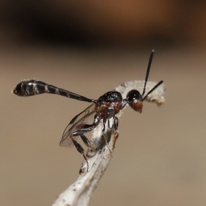 Gasteruptiidae (Family) at suppressed - suppressed