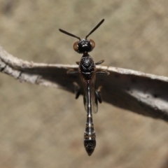 Gasteruptiidae (Family) at suppressed - suppressed