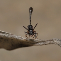 Gasteruptiidae (Family) at suppressed - suppressed