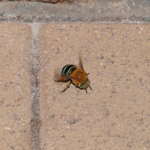 Amegilla sp. (genus) at Wellington Point, QLD - suppressed