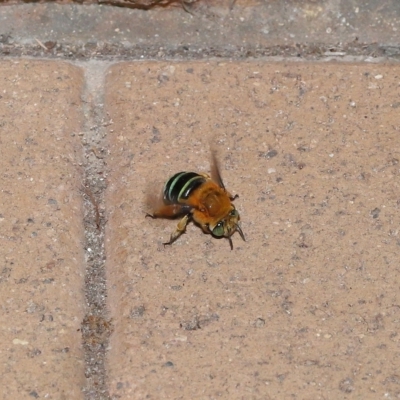 Amegilla sp. (genus) (Blue Banded Bee) at Wellington Point, QLD - 31 Mar 2023 by TimL