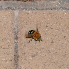 Unidentified Bee (Hymenoptera, Apiformes) at Wellington Point, QLD - 31 Mar 2023 by TimL